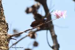 Dendrobium barbatulum