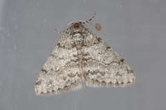 Phigalia strigataria