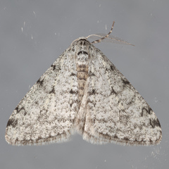Phigalia strigataria
