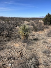 Yucca elata