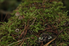Mycena metata
