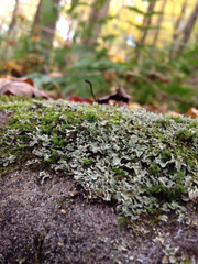 Cladonia apodocarpa