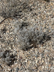 Dasyochloa pulchella