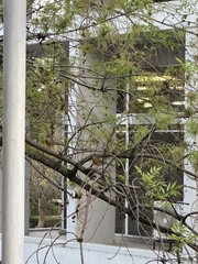 Turdus rufopalliatus