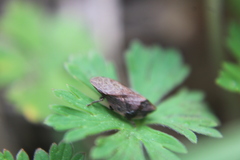 Lepyronia quadrangularis