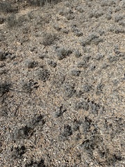 Dasyochloa pulchella