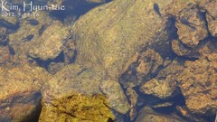 Rana huanrensis