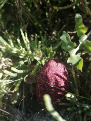 Cynomorium coccineum