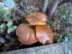 Suillus collinitus