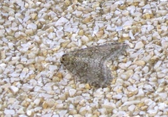 Epirrita dilutata