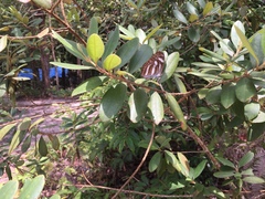 Athyma nefte subrata