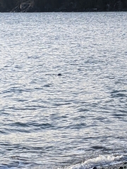 Phoca vitulina richardii
