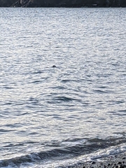 Phoca vitulina richardii
