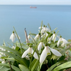 Galanthus woronowii