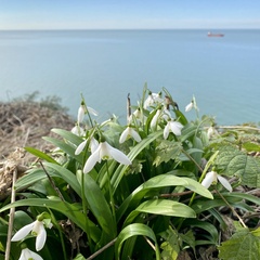 Galanthus woronowii