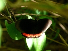 Biblis hyperia