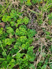 Medicago arabica