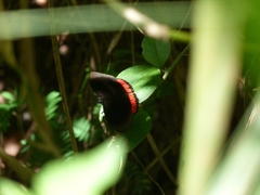 Biblis hyperia