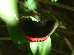 Biblis hyperia