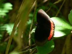 Biblis hyperia