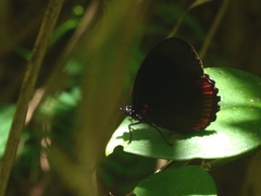 Biblis hyperia