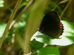 Biblis hyperia