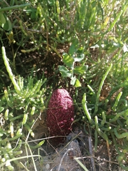 Cynomorium coccineum