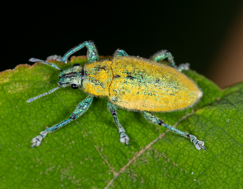 Gold-dust Weevil photo 4