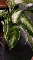 Dieffenbachia
