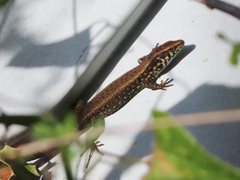 Algyroides moreoticus