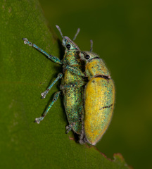 Hypomeces pulviger