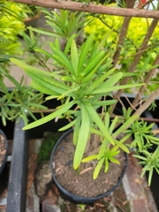 Podocarpus macrophyllus