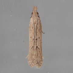 Dichomeris ligulella
