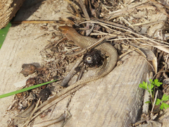 Algyroides moreoticus