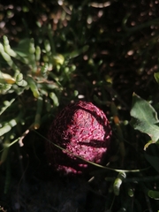 Cynomorium coccineum