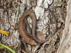 Algyroides moreoticus