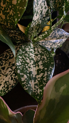 Hypoestes phyllostachya