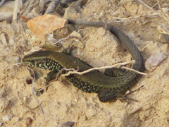 Algyroides moreoticus