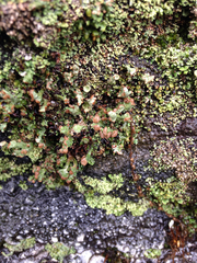 Cladonia subcariosa