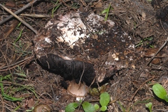 Agaricus gennadii