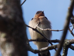 Stelgidopteryx ruficollis
