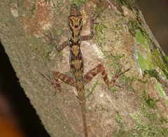Anolis osa