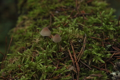 Mycena metata