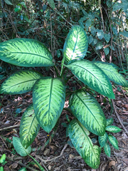 Dieffenbachia