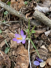 Crocus tommasinianus