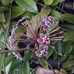 Hoya pubicalyx