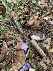 Crocus tommasinianus