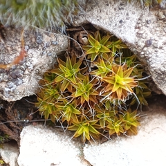 Syntrichia ruralis
