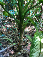 Dieffenbachia