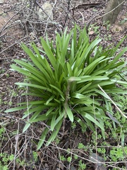 Agapanthus praecox
